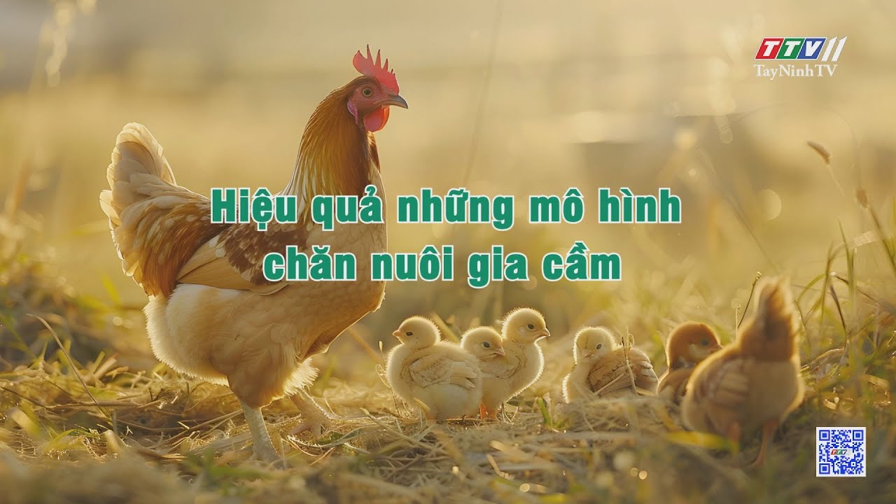 Hiệu quả những mô hình chăn nuôi gia cầm | NÔNG NGHIỆP TÂY NINH | TayNinhTV